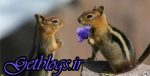 عکس) + حیوانی که به شریک جنسی خود گل می دهد! (
